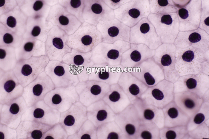 Cellules de l'épiderme de Triton x160 - gryphea.org